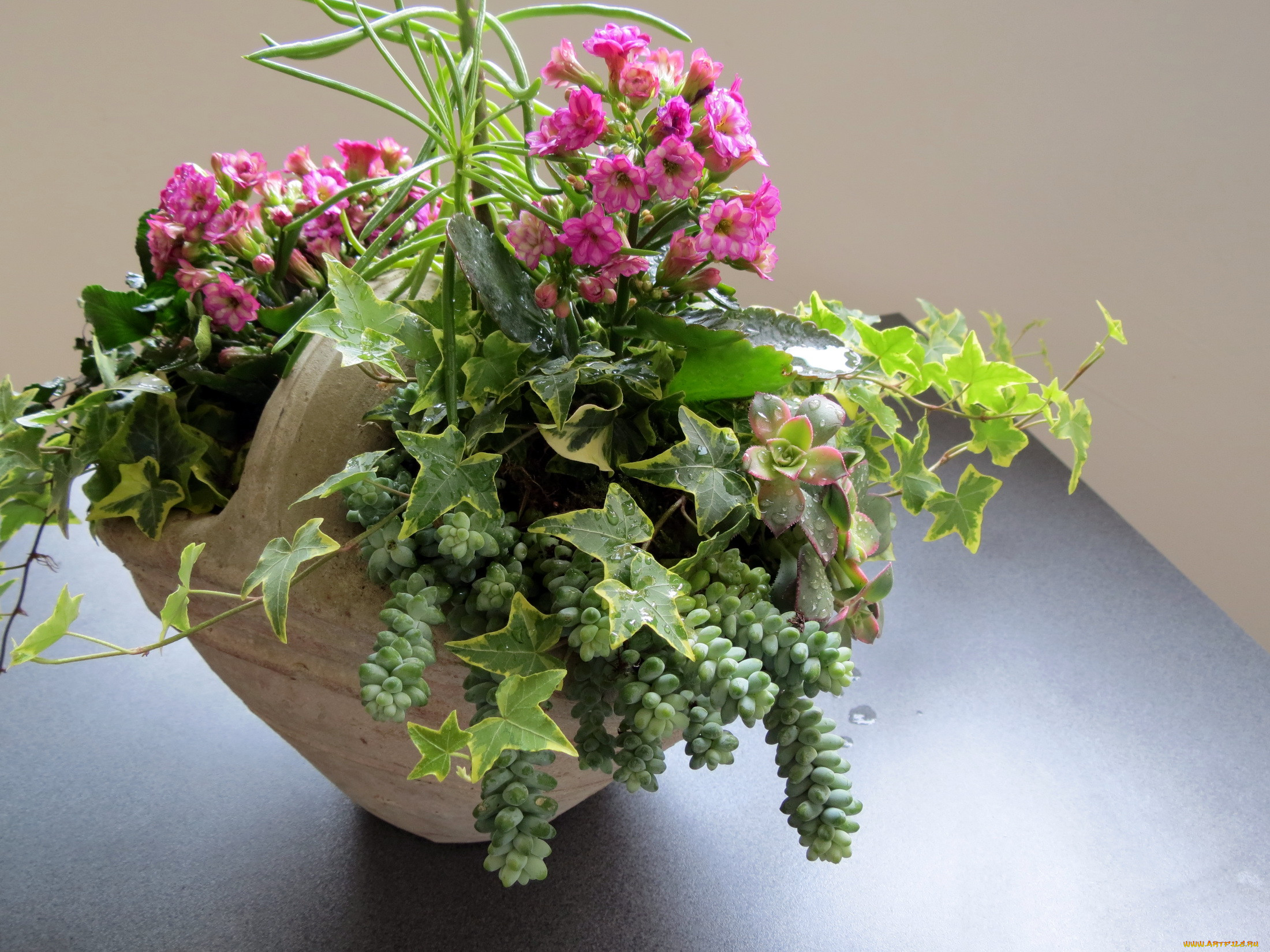 , , kalanchoes